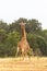 The battle of giraffes in the savannah. Masai Mara, Kenya