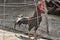 Battle rooster heeler in a cage before a fight