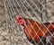 Battle rooster heeler in a cage before a fight