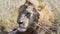 The battle scarred face of a male lion at serengeti