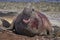 Battle scarred male Southern Elephant Seal in the Falkland Islands