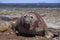 Battle scarred male Southern Elephant Seal in the Falkland Islands