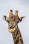 Battle scarred veteran giraffe with oxpecker