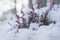 Battle of springtime against winter, spring heath covered by fresh snow, Austria