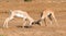 A battle of two Grant Gazelles in the savannah of Kenya