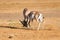 A battle of two Grant Gazelles in the savannah of Kenya