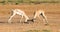 A battle of two Grant Gazelles in the savannah of Kenya