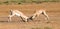 A battle of two Grant Gazelles in the savannah of Kenya