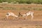 A battle of two Grant Gazelles in the savannah of Kenya