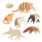 Battleship, anteater, chinchilla, tapir, anteater, kinkajou animals on white background. Vector illustration