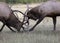 Battling bull elk in rut season