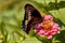 Battus polydamas, the gold rim or tailless swallowtail butterfly with closed wings on pink Zinnia flower.