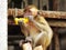 Batu Caves young monkey eating banana