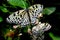 Batu Ferringhi, Malaysia: Butterfly Feeding