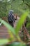 Batu Karas Indonesia July 7 2019, Muslim traveler walking through the mangrove forest in the Batu Karas in the morning