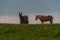 Baudet du Poitou donkey and horse in the Michigan countryside - Michigan