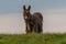 Baudet du Poitou donkey in the Michigan countryside - Michigan