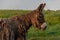 Baudet du Poitou donkey in the Michigan countryside - Michigan