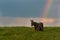 Baudet du Poitou donkey in the Michigan countryside - Michigan