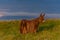 Baudet du Poitou donkey in the Michigan countryside - Michigan