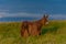 Baudet du Poitou donkey in the Michigan countryside - Michigan