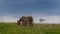 Baudet du Poitou donkey and windmill in the Michigan countryside - Michigan