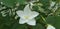 Bauhinia acuminata white flower back leaf