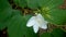 Bauhinia acuminata, White orchid tree
