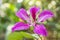 Bauhinia blakeana or Hong Kong orchid flower with a green leave