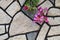 Bauhinia blakeana with stone wall background