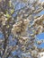 The bauhinia in bloom. Brazilian flower, blooming in Israel