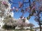 The bauhinia in bloom. Brazilian flower, blooming in Israel