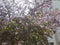 The bauhinia in bloom. Brazilian flower, blooming in Israel