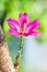 The bauhinia flower