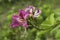 bauhinia flower