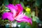 Bauhinia flower closeup