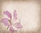 Bauhinia flower on Grunge Background