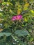 Bauhinia Flower, Princeville Botanical Gardens, Kauai, Hawaii, USA