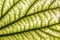 Bauhinia leaf and viens
