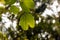 Bauhinia leaves, hybrid leguminous tree with bokeh background