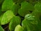 Bauhinia malabarica roxb leaf with rain droplets on dark tone background., natural leaf.