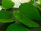 Bauhinia malabarica roxb leaf with rain droplets on dark tone background., natural leaf.