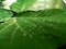 Bauhinia malabarica roxb leaf with rain droplets on dark tone background., natural leaf.