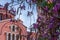 Bauhinia Orchid in Old Town Limassol, Cyprus