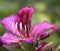 Bauhinia purpurea