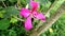 Bauhinia Purpurea Is A Kind Of Orchid Flower, Cianjur, Indonesia - 2021