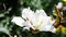 Bauhinia purpurea white orchid tree