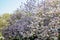 Bauhinia tree bloom, Orchid Tree