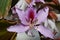Bauhinia variegata. Pink orchid tree flower close-up