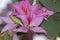 Bauhinia variegata or pink orchid tree flowers